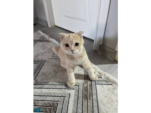 4 aylık erkek 