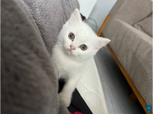 Dişi 1 buçuk aylık