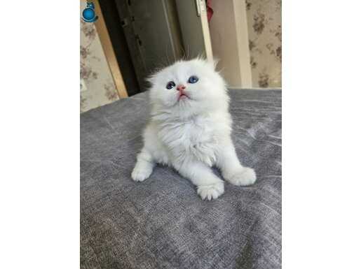 ŞAMPİYON BABADAN MÜTHİŞ YAVRU