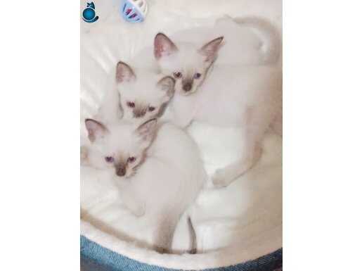 Safkan siyam anne ve babadan yavrular