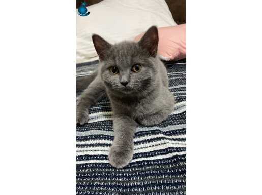Tomris 