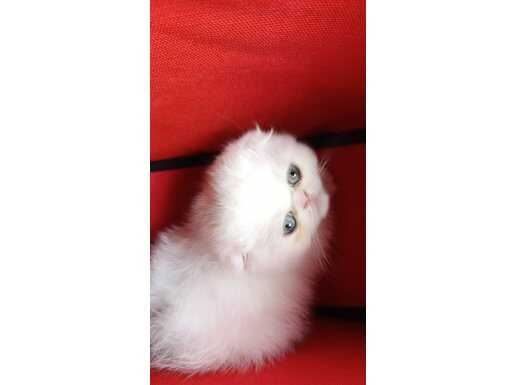 COK SEVİMLİ EXOTİC SAFKAN AMERİCAN KEDİSİ