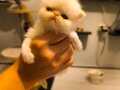 Safkan exotic shorthair