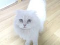 2 Yaşında British Longhair