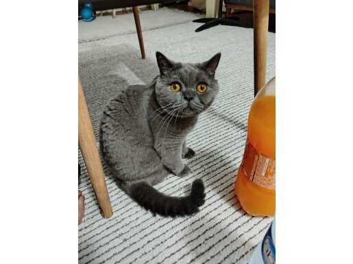 Hermes 5 yaşında aşıları tam uysal sevecen bi kedi