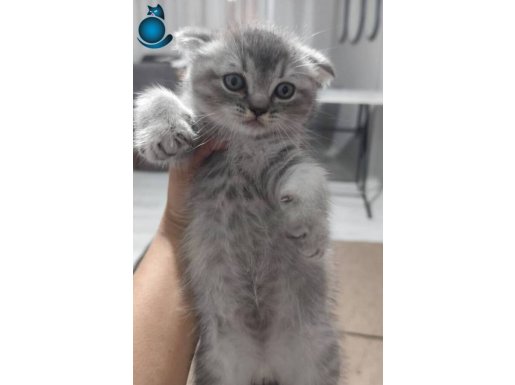 Uygun puan tuvalet eğitimi tamamlandı 55 günlük İstanbul 