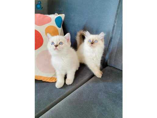 British long/shorthair bebekler, her renk mevcut (bluepoint)