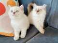 British long/shorthair bebekler, her renk mevcut (bluepoint)