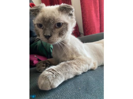 Beyaz gri scottish fold 