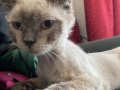 Beyaz gri scottish fold 