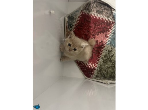 2 Adet sevimli yavru