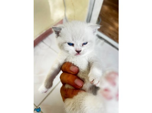 Brithish scottish karma 