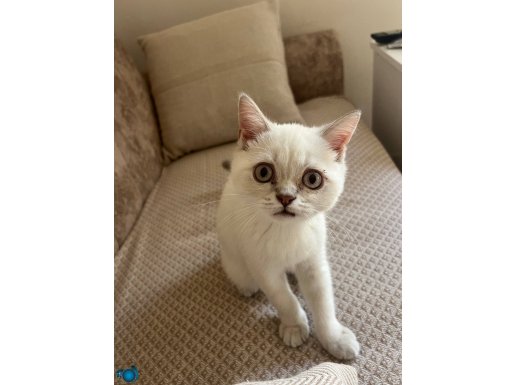 Blue point 2 aylık kuyruk ve kulak boz renk 