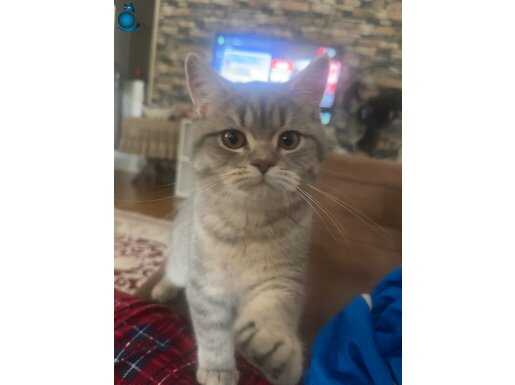 british shorthair erkek kedimiz