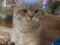 british shorthair erkek kedimiz