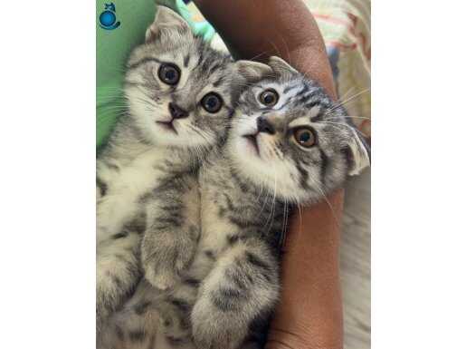 beyaz scottishh erkek