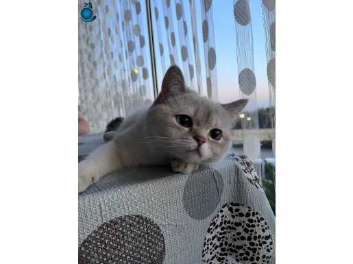 Safkan British Bluepoint 