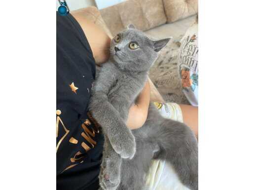 British shorthair aşıları tam 3 aylık