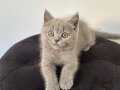 Minnoş scottishler siyah olan fold gri olan straight 