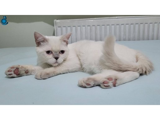 7 Aylık Dişi British Shorthair Blue Point