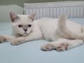 7 Aylık Dişi British Shorthair Blue Point