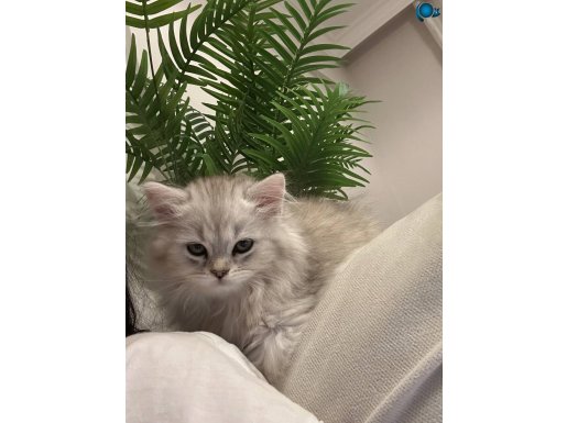 2 aylik british longhair tuvaletiyle birlikte 
