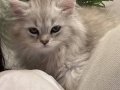 2 aylik british longhair tuvaletiyle birlikte 