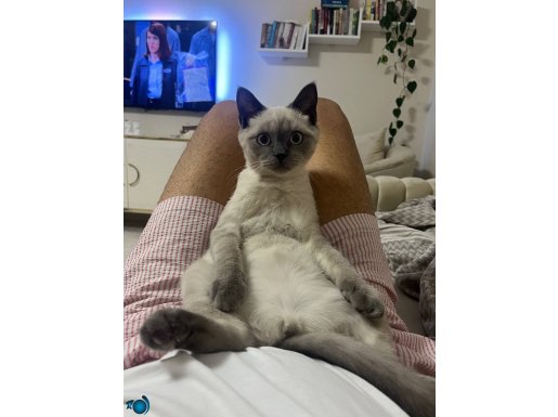 British shorthair blue point