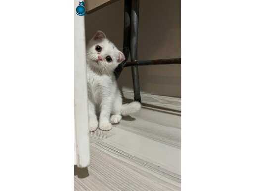 Kediler pozitif bir enerji yayarlar.