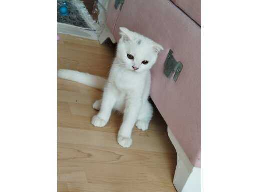  4 Aylık Scottish Fold Yavrumuz Yeni Yuvasını Arıyor