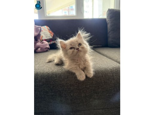 Hiç kullanmadığımız Set komple ücretsiz verilecektir