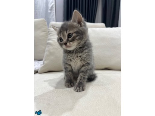 1 tekir british kırması 1 british çok tatlı ve oyuncular 