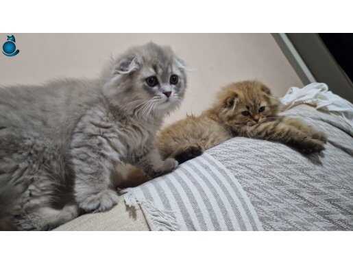 İyi bakacak aileye vermek istiyoruz 