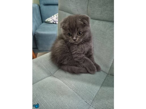 Scotish fold british cifleşmesi yavrumuza Yuva Arıyoruz
