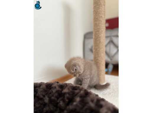 2 Aylık yavru oyuncu kedinimiz