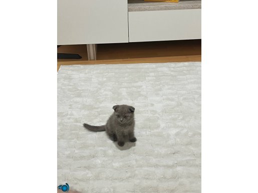 2 aylık oyuncu yavrumuz 