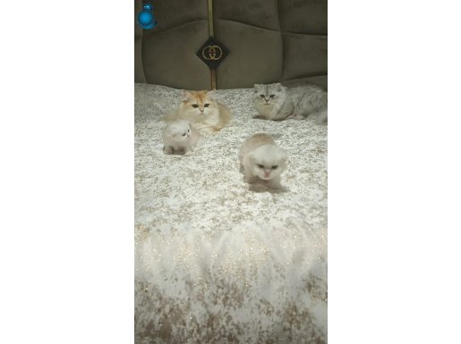 A++ İpek Tüylü Safkan British Longhair Golden-Silver