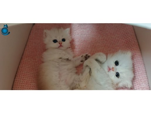 Ailece verilecektir Kelepir Elit Longhair ailesi