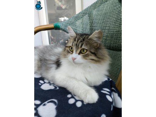 Yumuşacık tüylü iyi huylu sevecen kedi