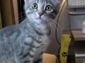 2.5 aylık çok oyuncu bebek kedi