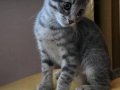 2.5 aylık çok oyuncu bebek kedi