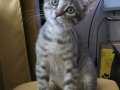 2.5 aylık çok oyuncu bebek kedi