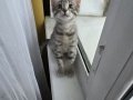 2.5 aylık çok oyuncu bebek kedi