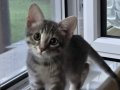 2.5 aylık çok oyuncu bebek kedi