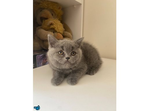 2 Aylık 4 Adet British ve Scottish