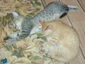 2 British shorthair kırması yavru kediler