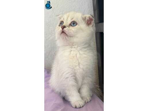 2 aylik boncuk gözlu Scottish fold