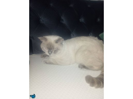 Scottis fold bluepoint damızlık 9 aylık kedi 