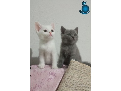 Renk Renk Safkan British Shorthair Bebekler