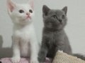 Renk Renk Safkan British Shorthair Bebekler